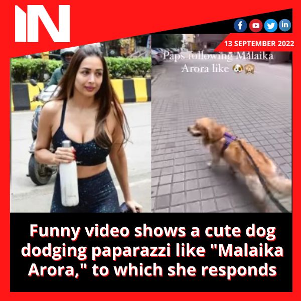 Funny video shows a cute dog dodging paparazzi like “Malaika Arora,” to which she responds