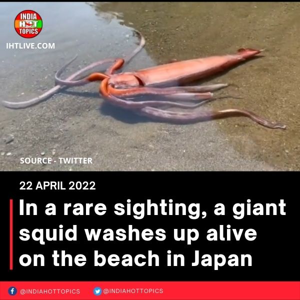 In a rare sighting, a giant squid washes up alive on the beach in Japan