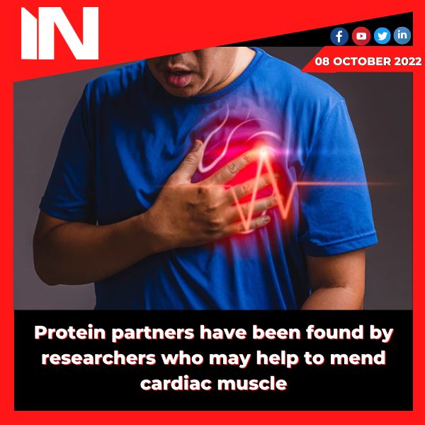 Protein partners have been found by researchers who may help to mend cardiac muscle.