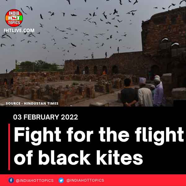 Fight for the flight of black kites