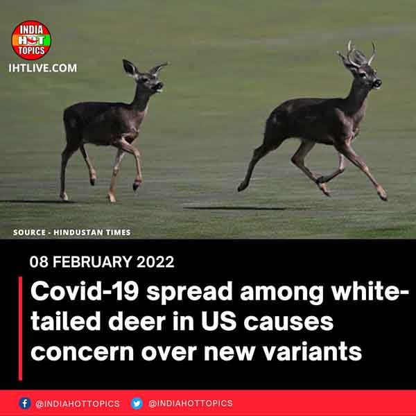 Covid-19 spread among white-tailed deer in US causes concern over new variants