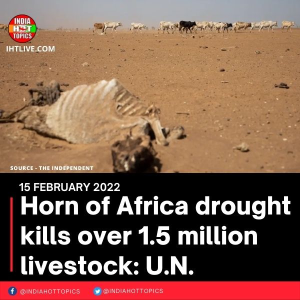 Horn of Africa drought kills over 1.5 million livestock: U.N.