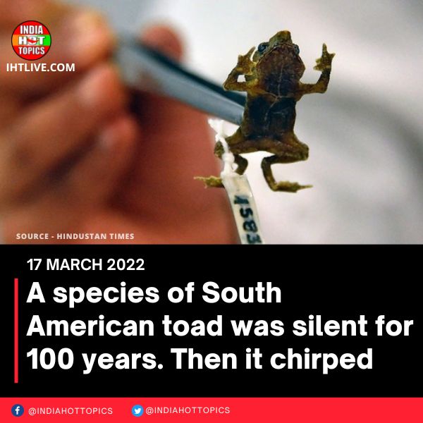 A species of South American toad was silent for 100 years. Then it chirped