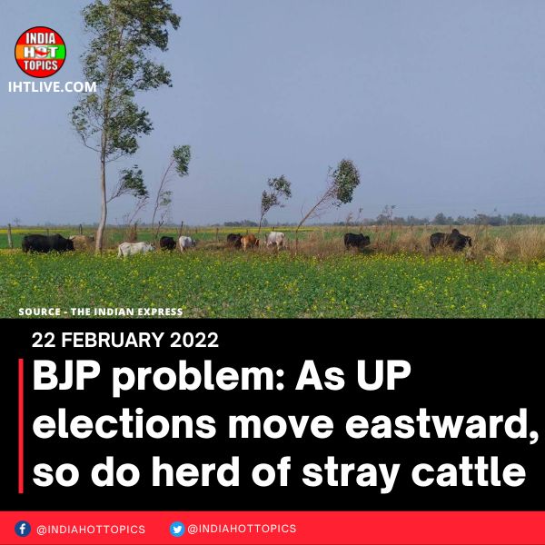 BJP problem: As UP elections move eastward, so do herd of stray cattle